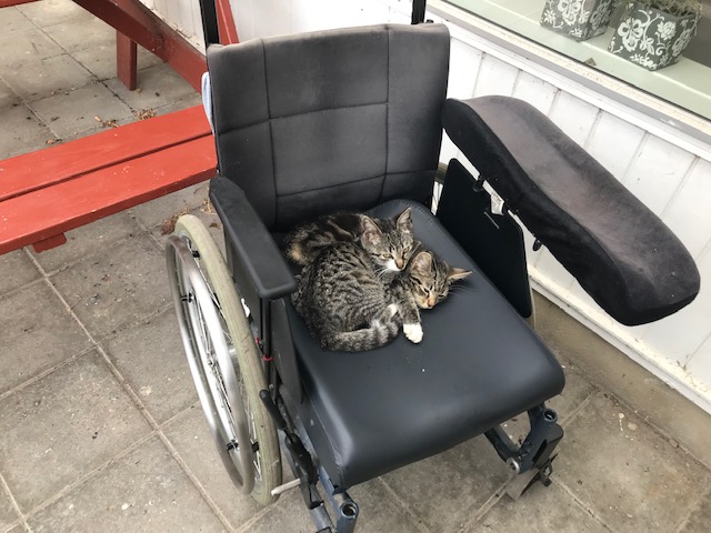 Kørestol på terrasse hvor der ligger to sovende katte på.