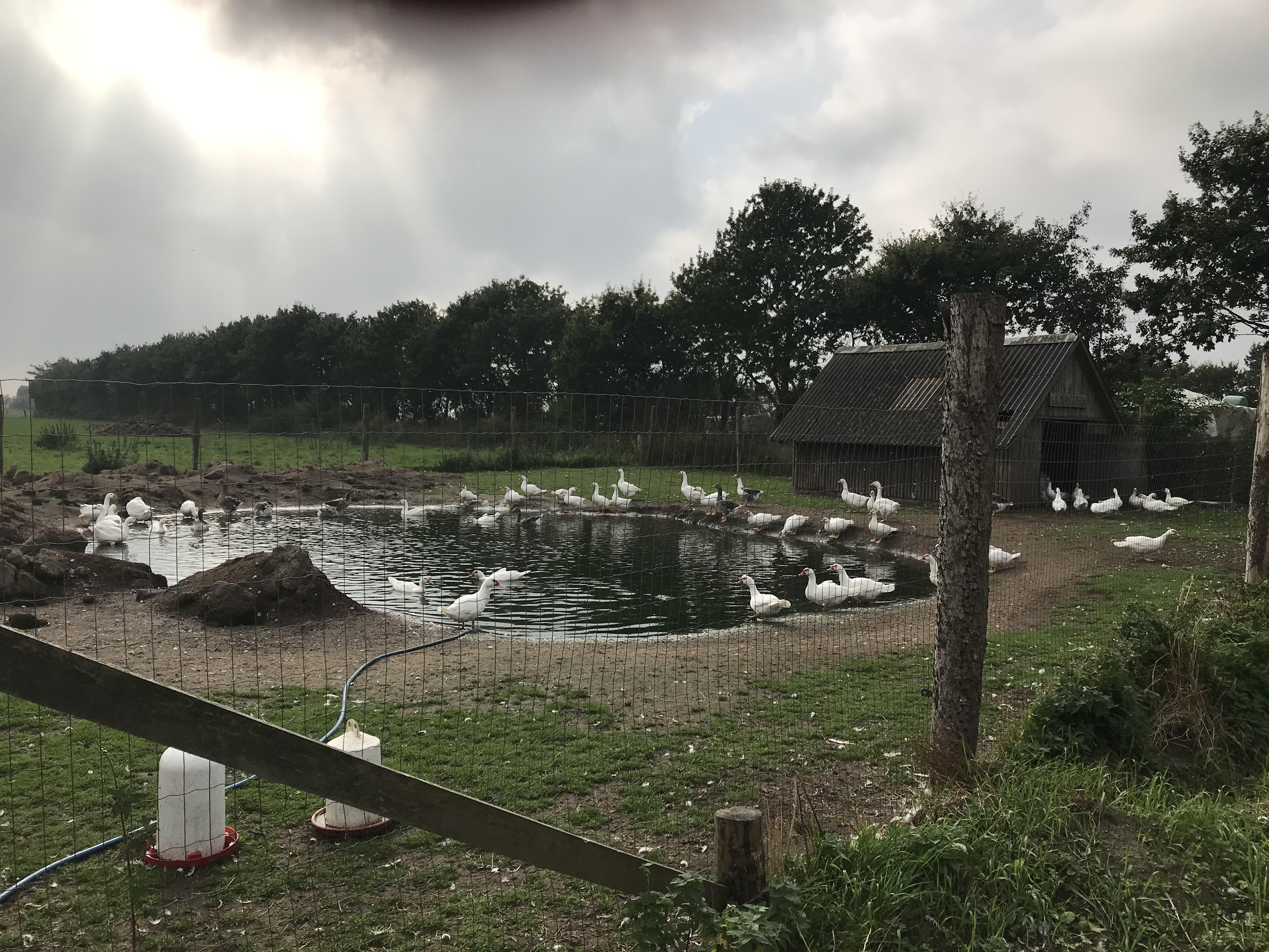 Andedam bag ved Lærkely, En dam med cirka 50 hvide ænder som er indhegnet af et højt trådnet og der et træhus i baggrunden.