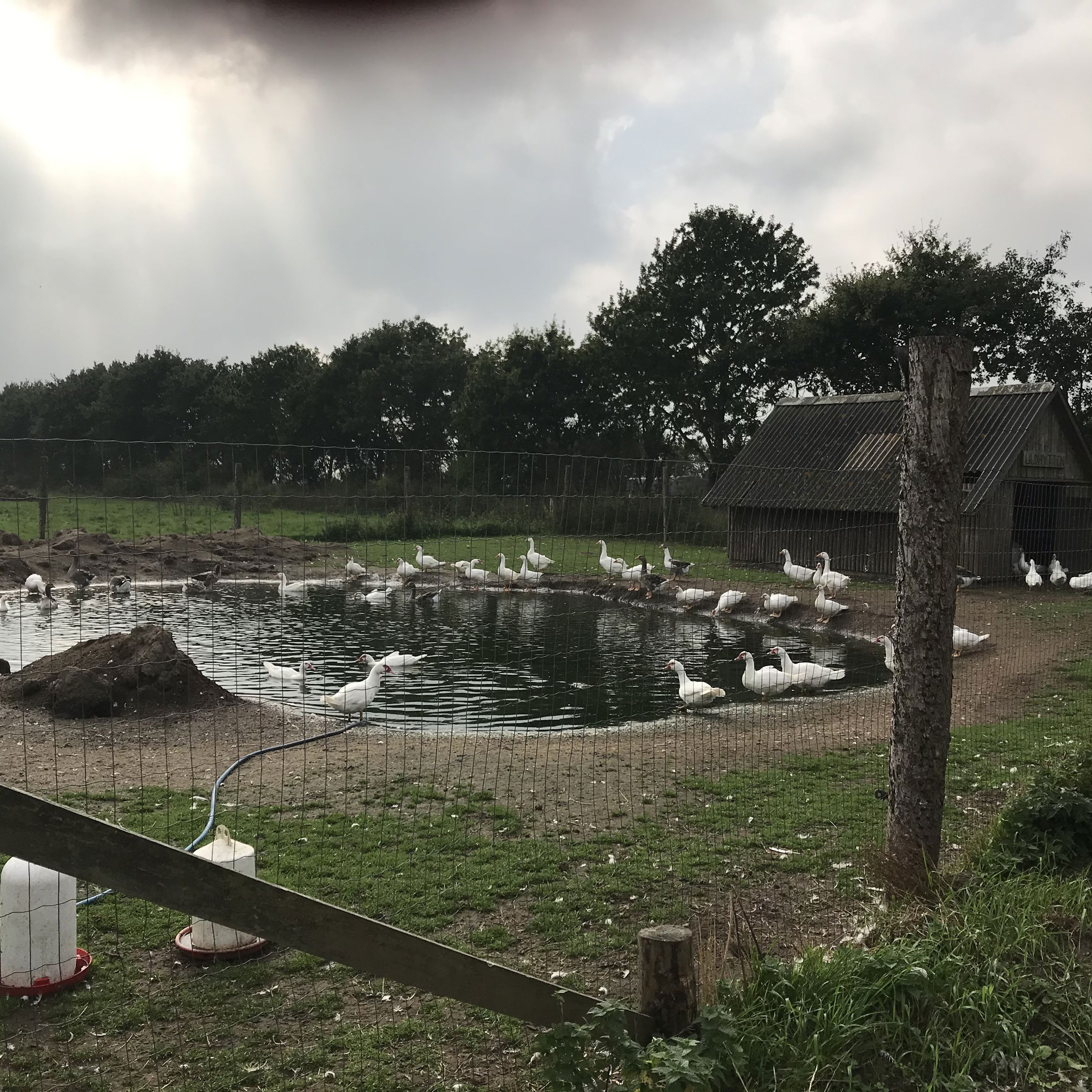 Andedam bag ved Lærkely, En dam med cirka 50 hvide ænder som er indhegnet af et højt trådnet og der et træhus i baggrunden.