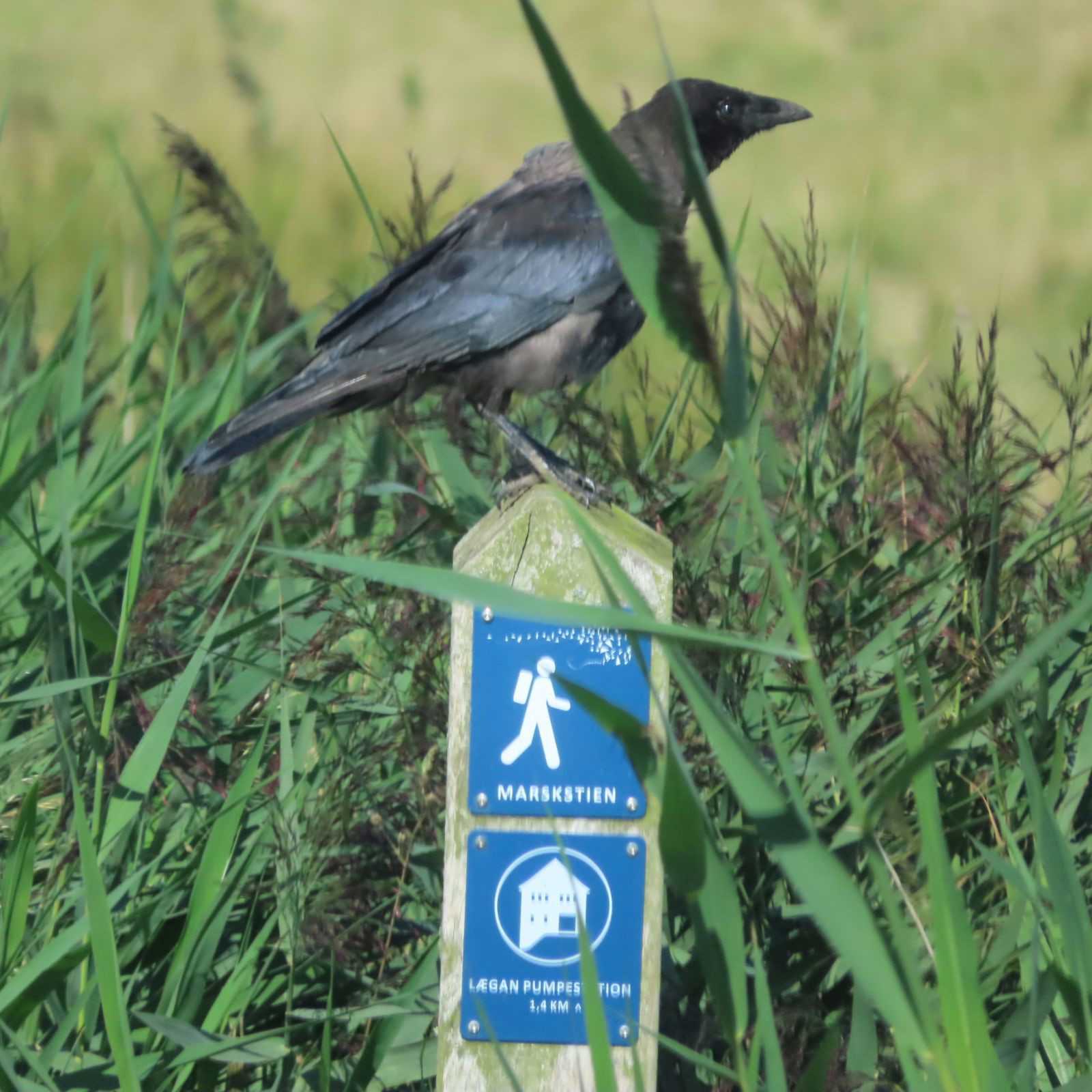En krage sidder på en beton pæl med blå skilte hvor der står marskstien, omkring er der højt græs.