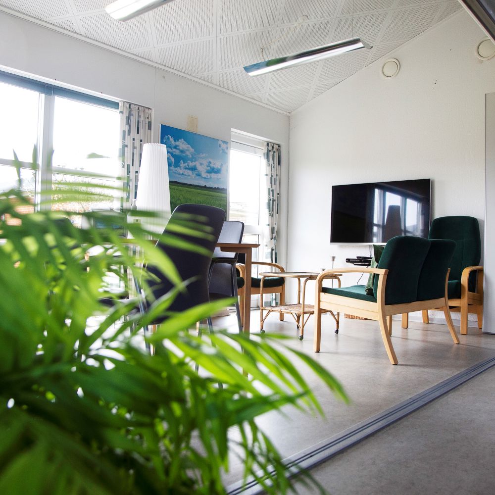 En grøn palme forrest i billedet i baggrunden tre grønne lænestole et tv og et sofabord