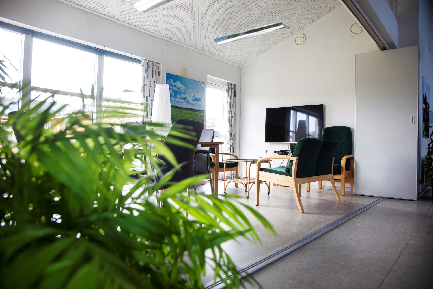 En grøn palme forrest i billedet i baggrunden tre grønne lænestole et tv og et sofabord