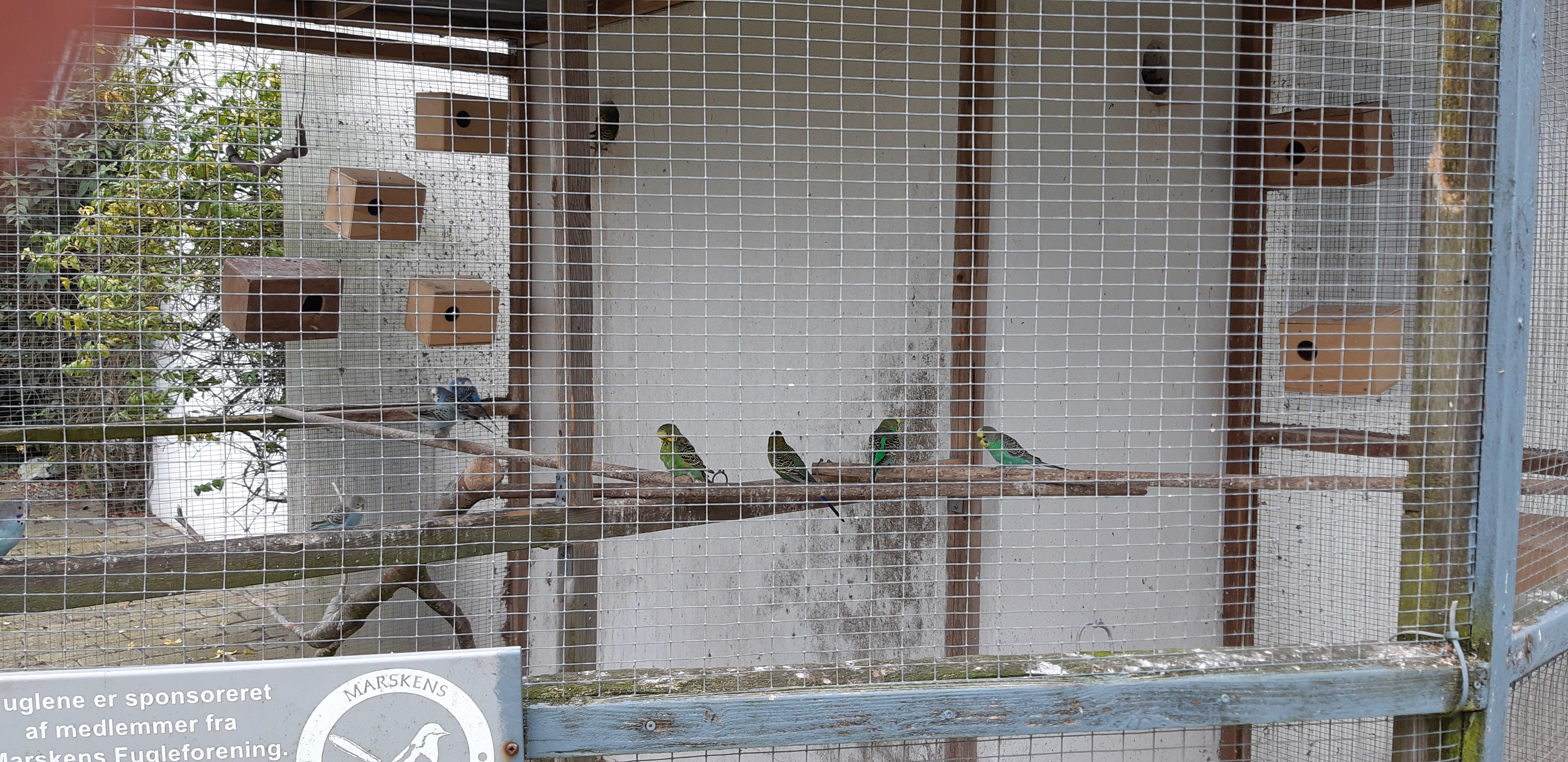 Fugle i et stort voliere. 