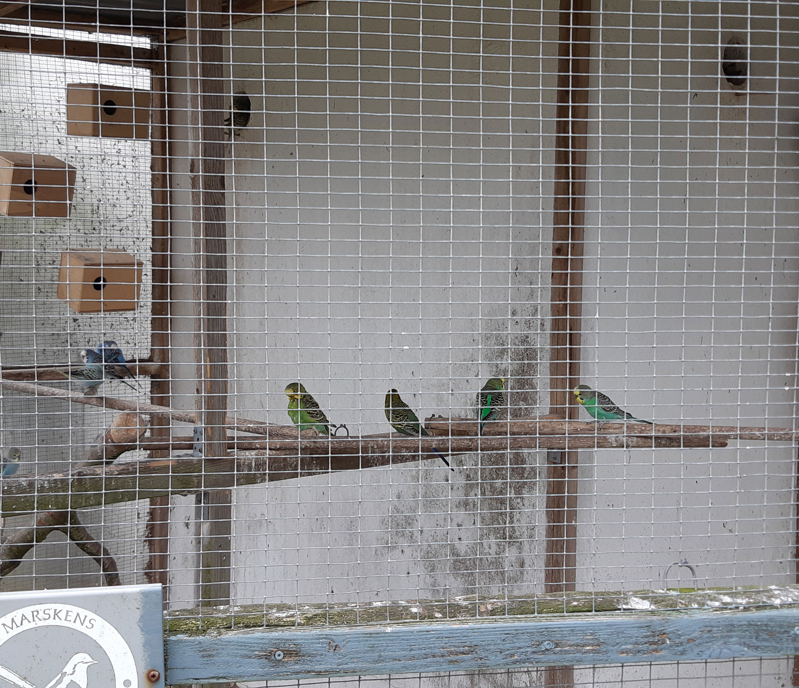 Fugle i et stort voliere.