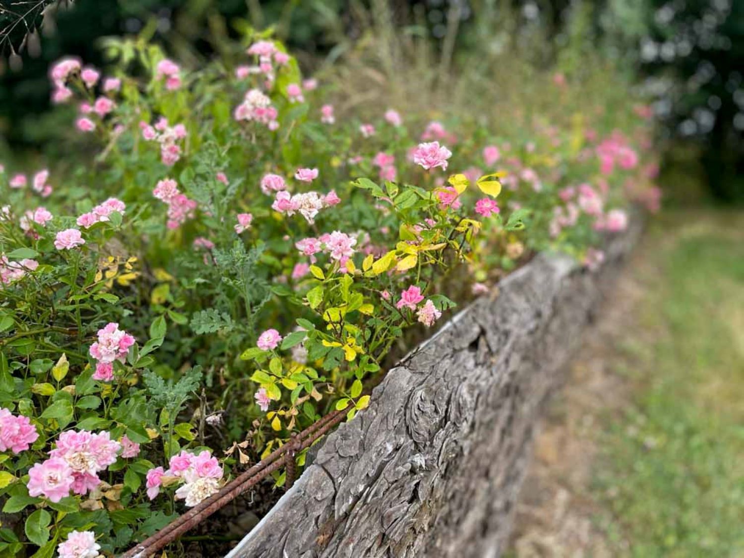 Aflangt blomsterkumme lavet af træ og rivenet og beplantet med små lyserøde blomster i.