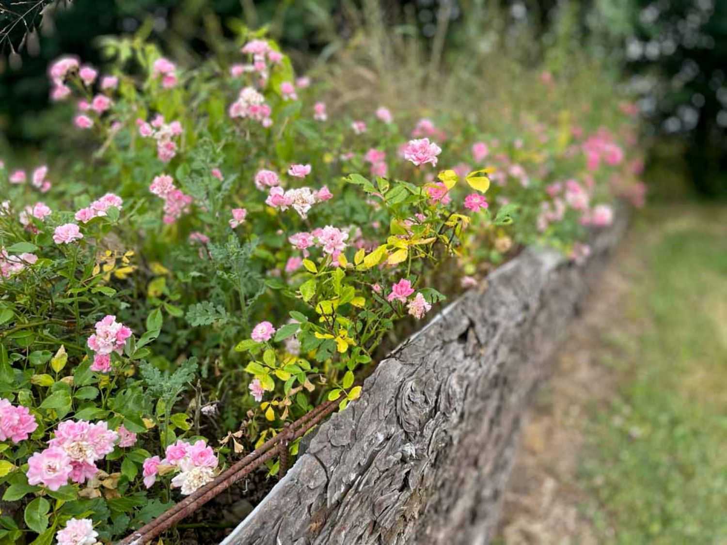 Aflangt blomsterkumme lavet af træ og rivenet og beplantet med små lyserøde blomster i.